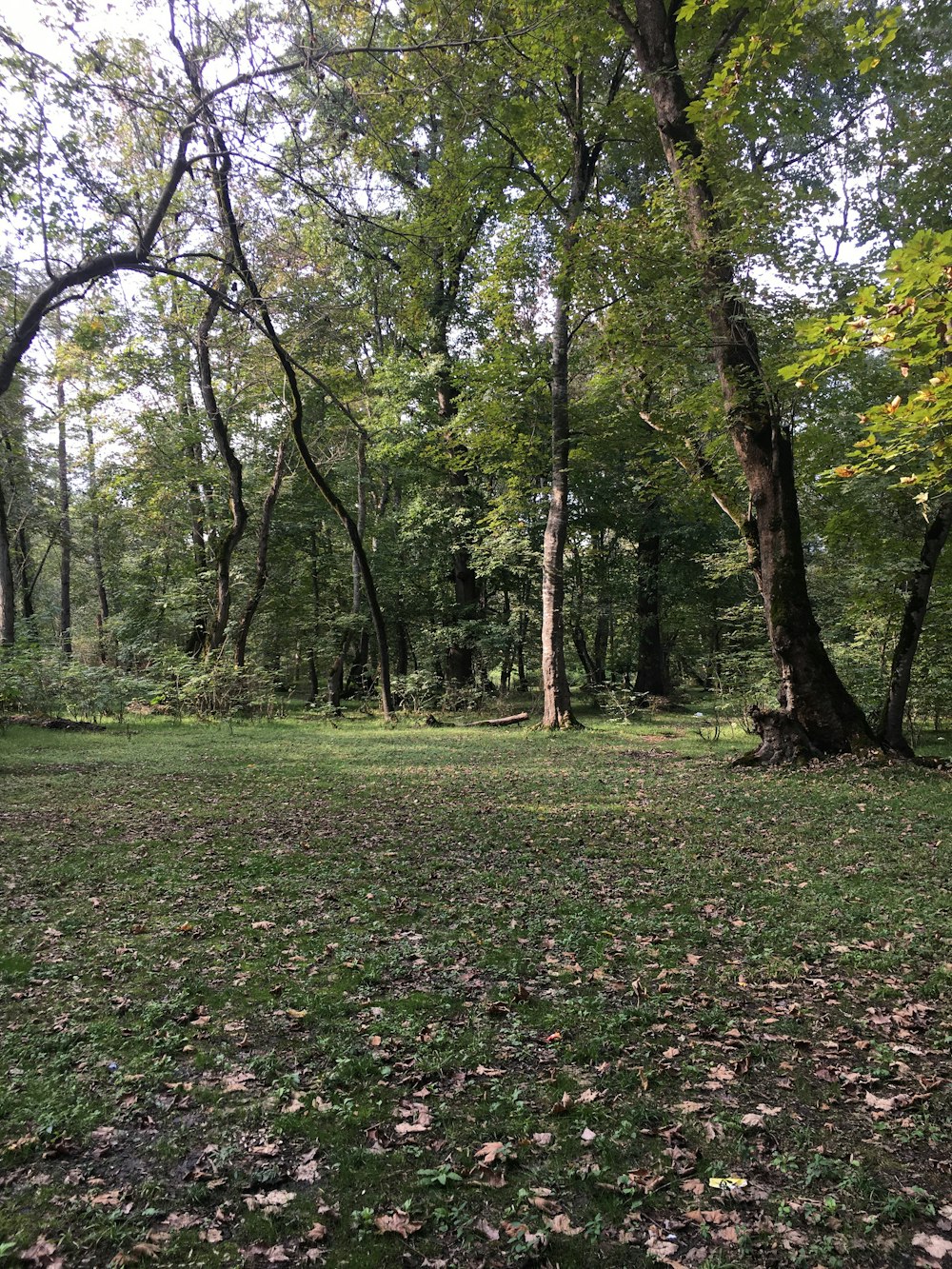 a grassy area with trees in the back