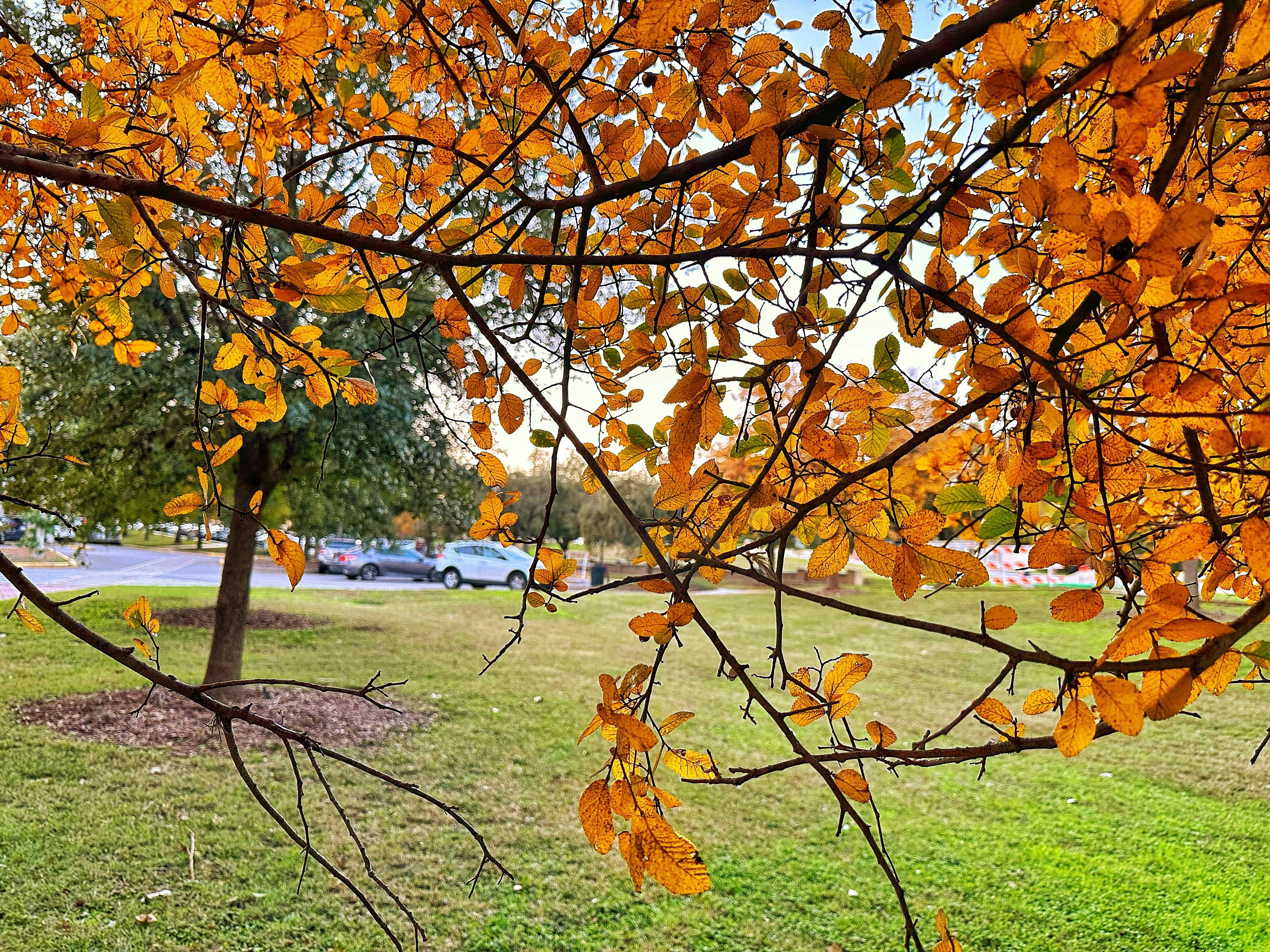 a tree with orange leaves