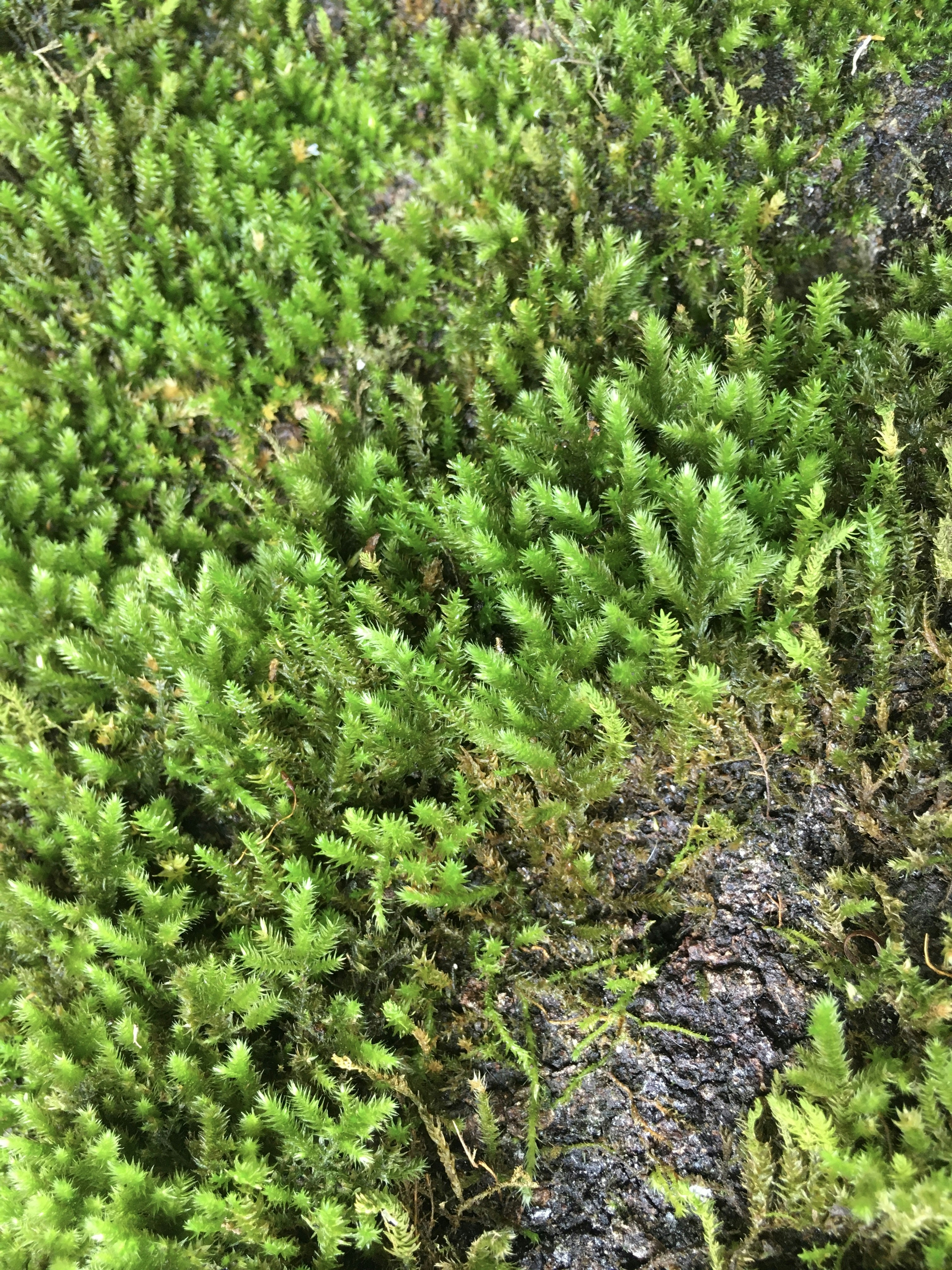 Photo by sinamorovat