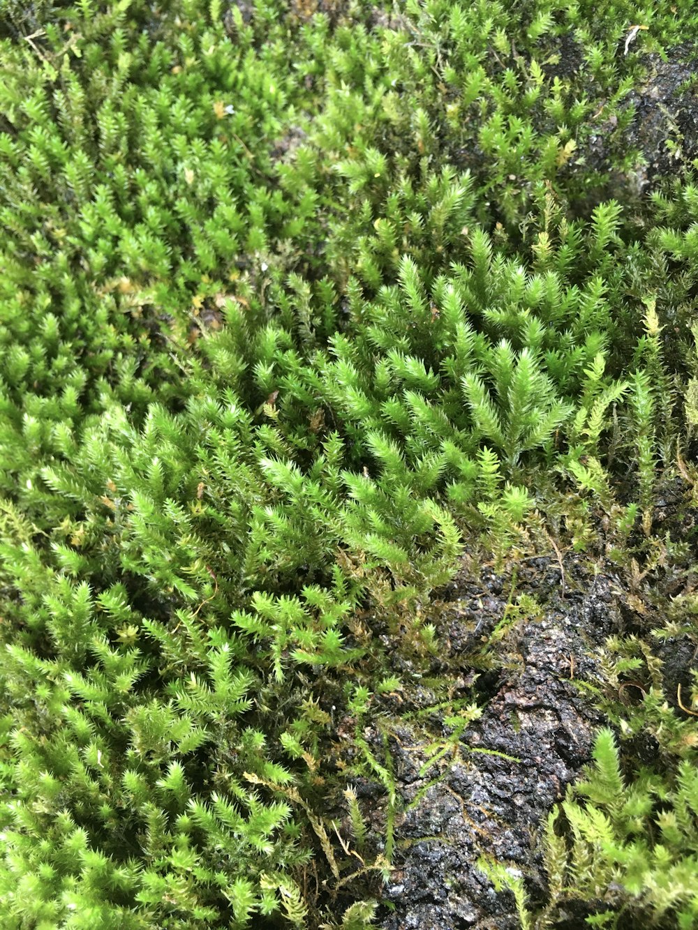 um close-up de algumas plantas