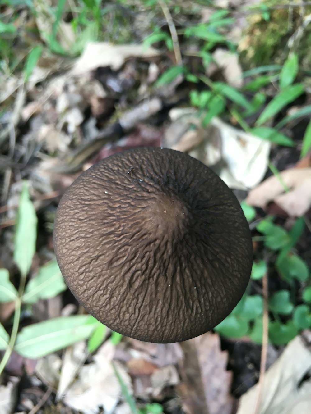 a mushroom growing in the ground