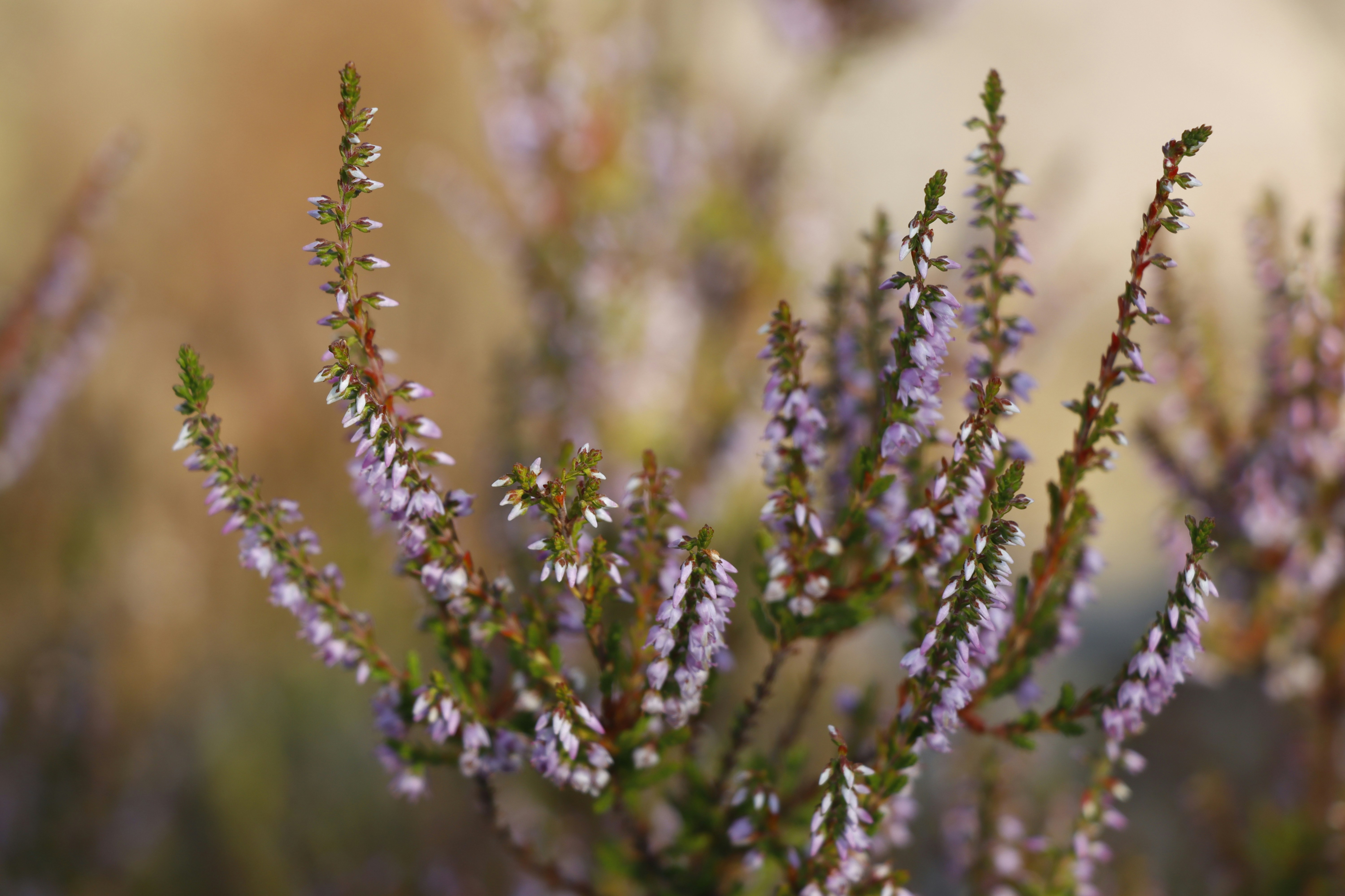 Photo by adin_photos