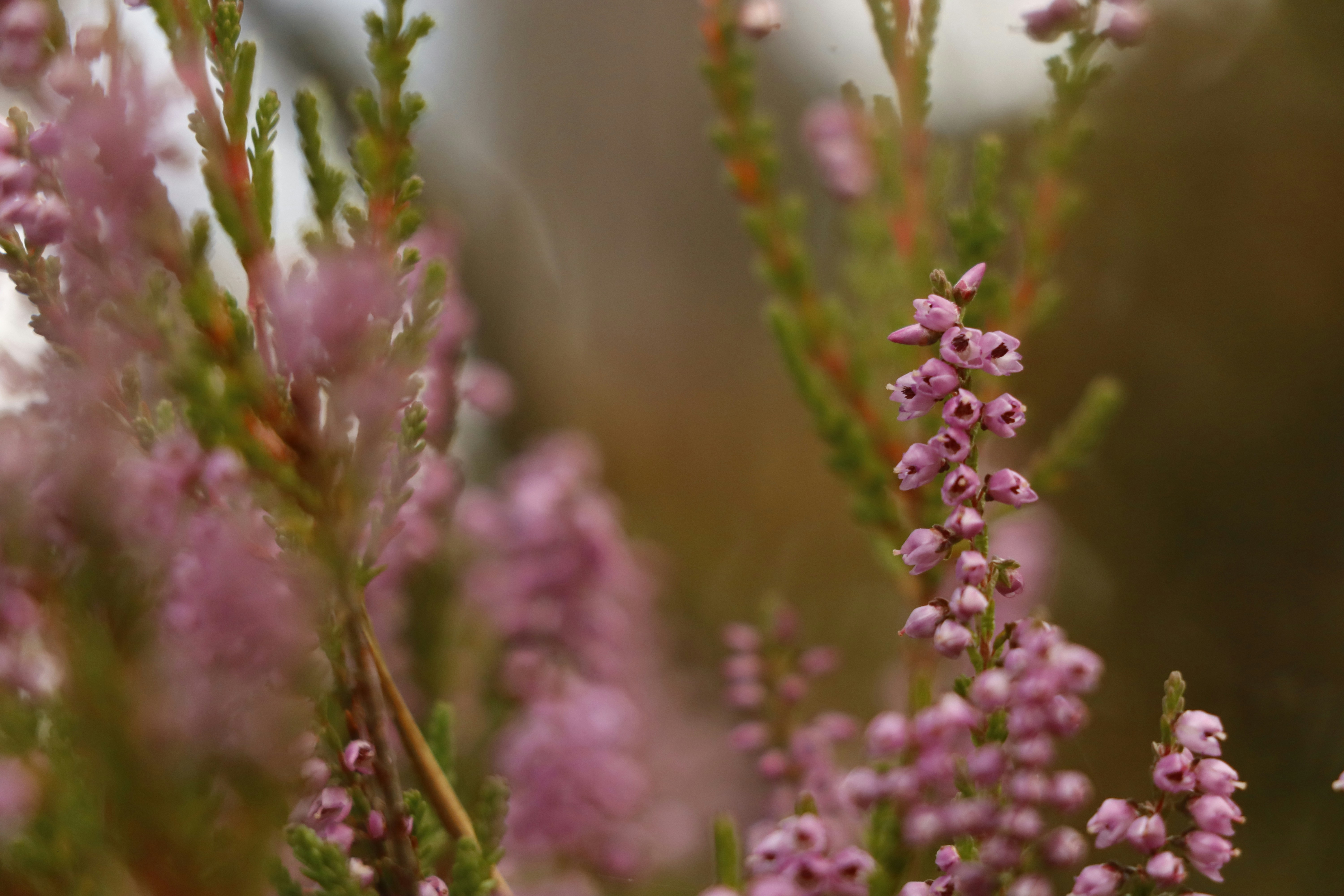 Photo by adin_photos