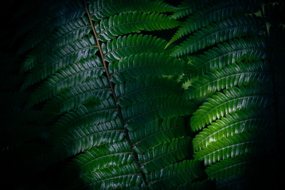 a close-up of a plant