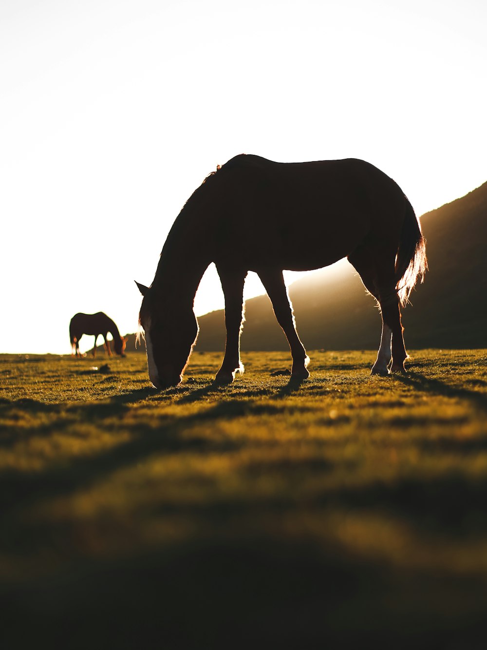 a horse and a calf grazing