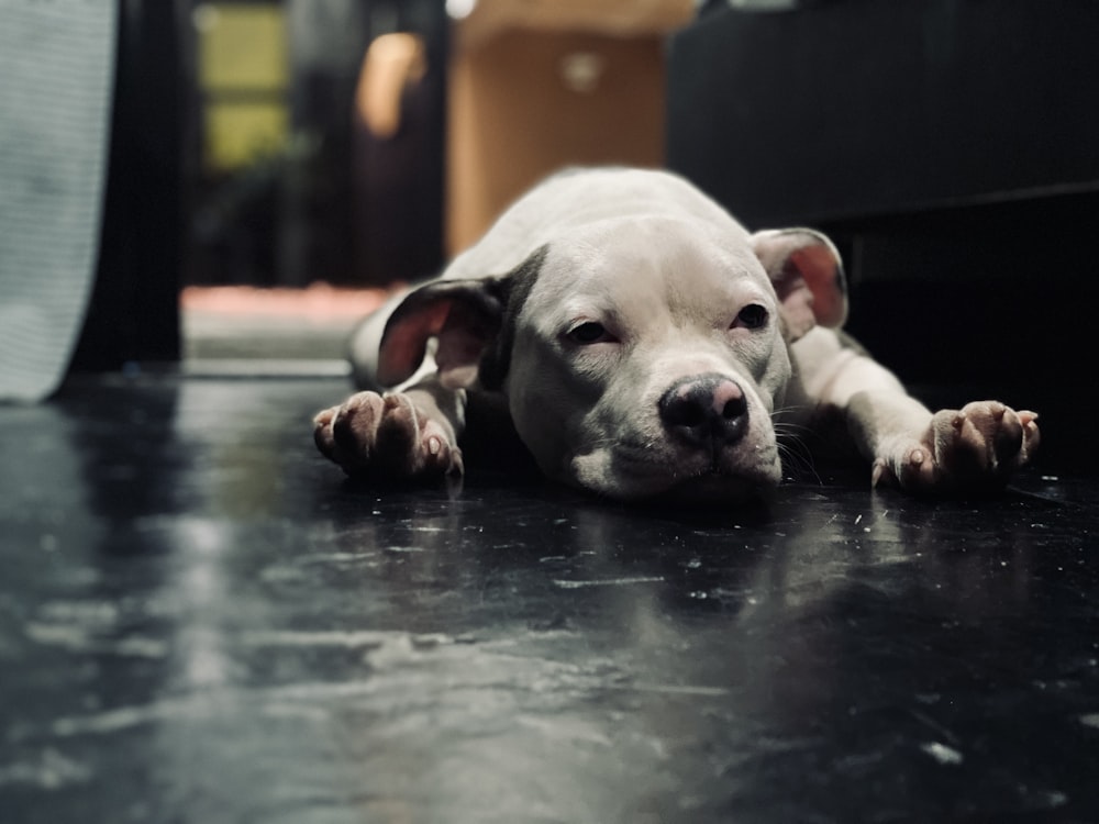 a dog lying on the floor