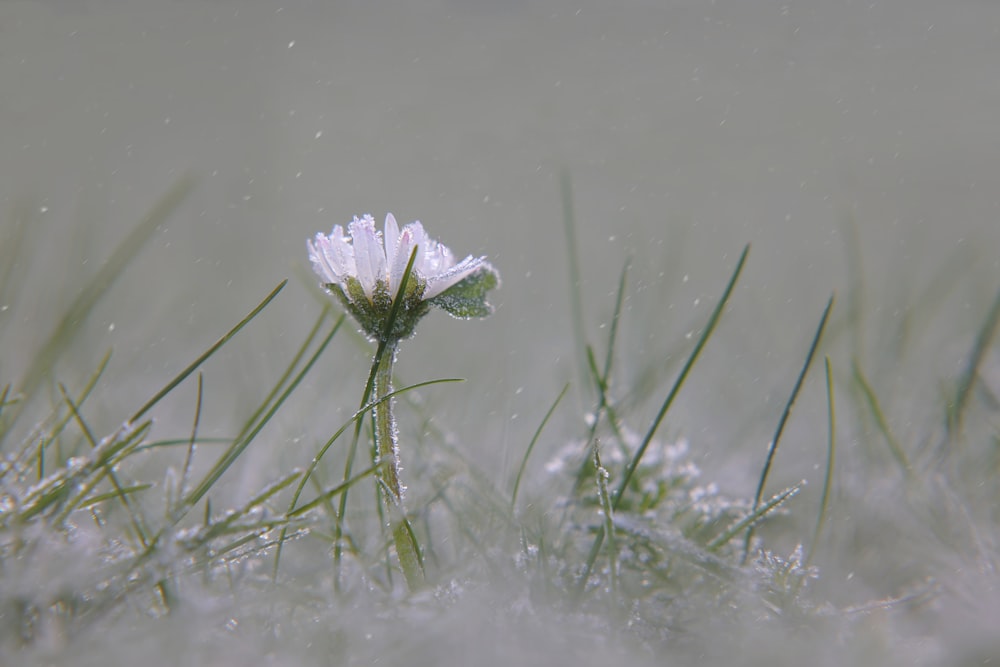 a small purple flower