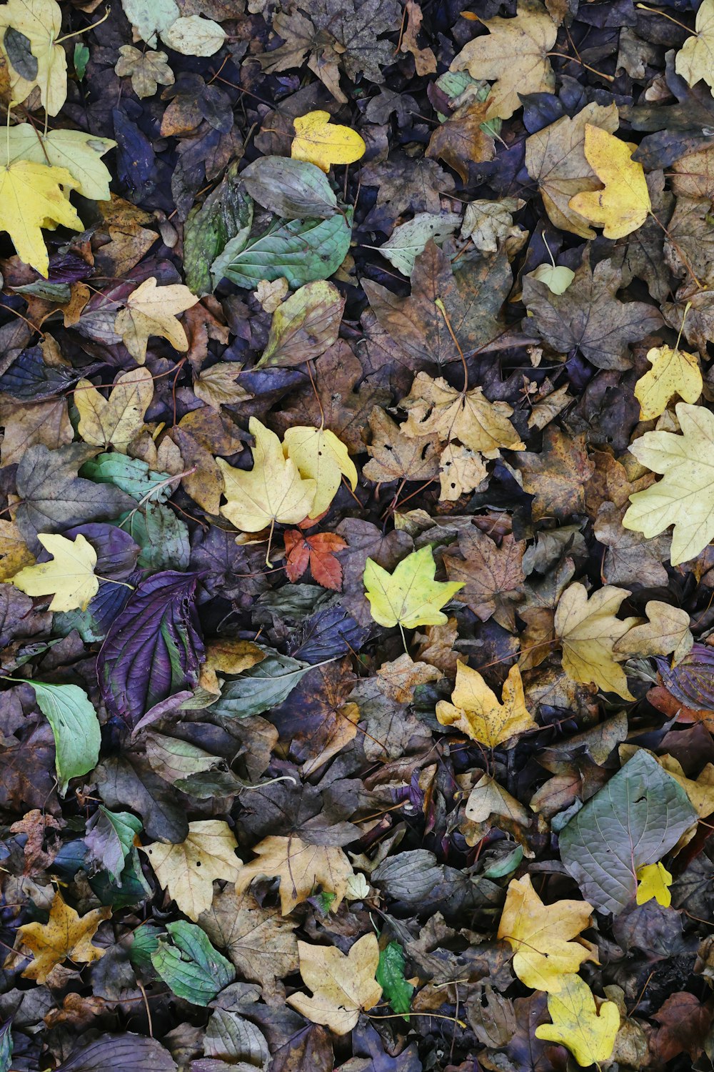 a pile of leaves