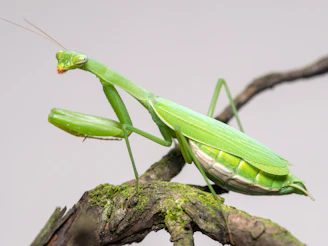 A close-up of a vibrant praying mantis perched on a leafy branch, showcasing its delicate features.