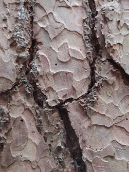 a close-up of some bark