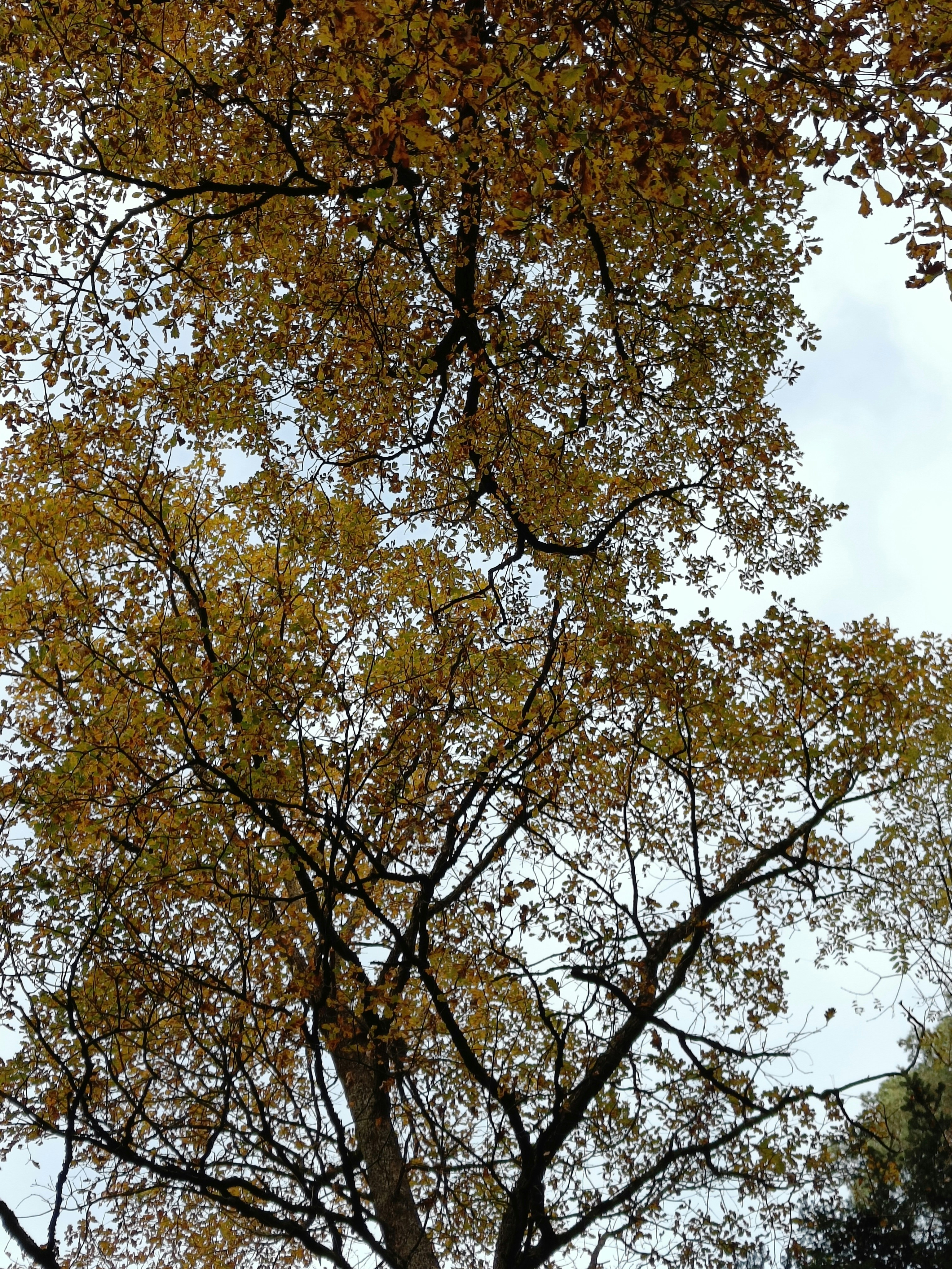 a tree with yellow leaves