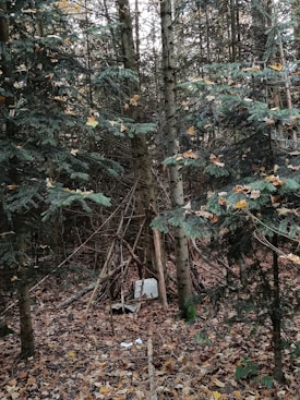 A dense forest area with evergreen trees and a makeshift wooden structure in the center made from branches. Fallen leaves cover the forest floor, adding shades of brown and yellow to the scene. The forest is characterized by its thick greenery and natural, untouched appearance.