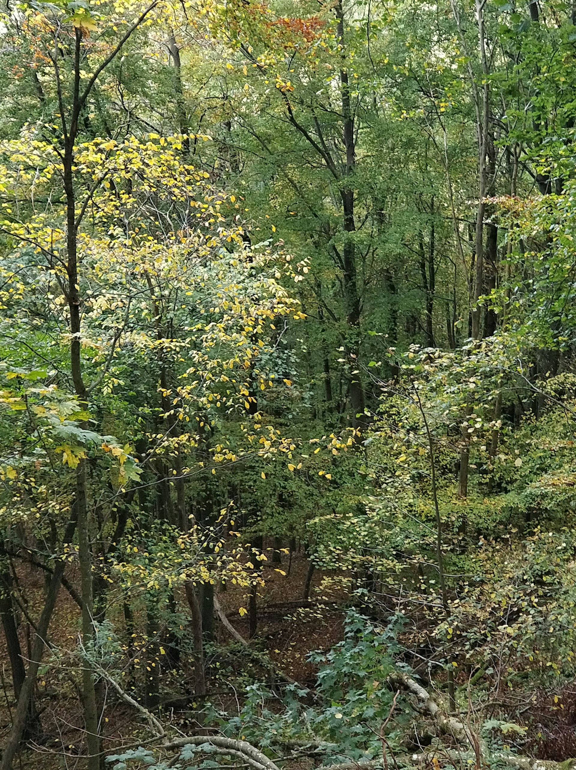 a forest of trees