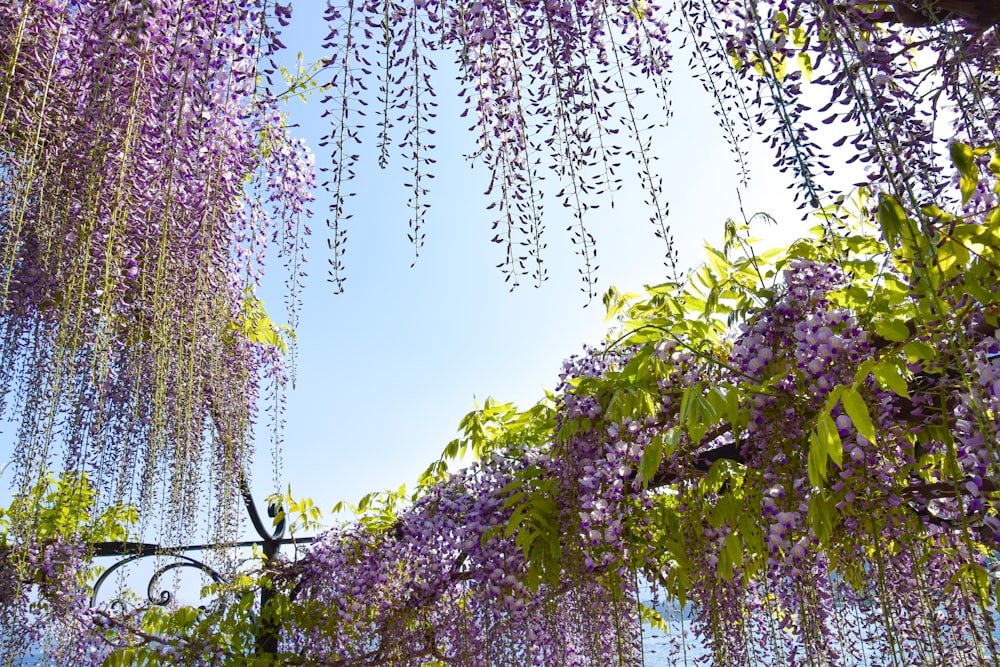 a group of trees with purple flowers