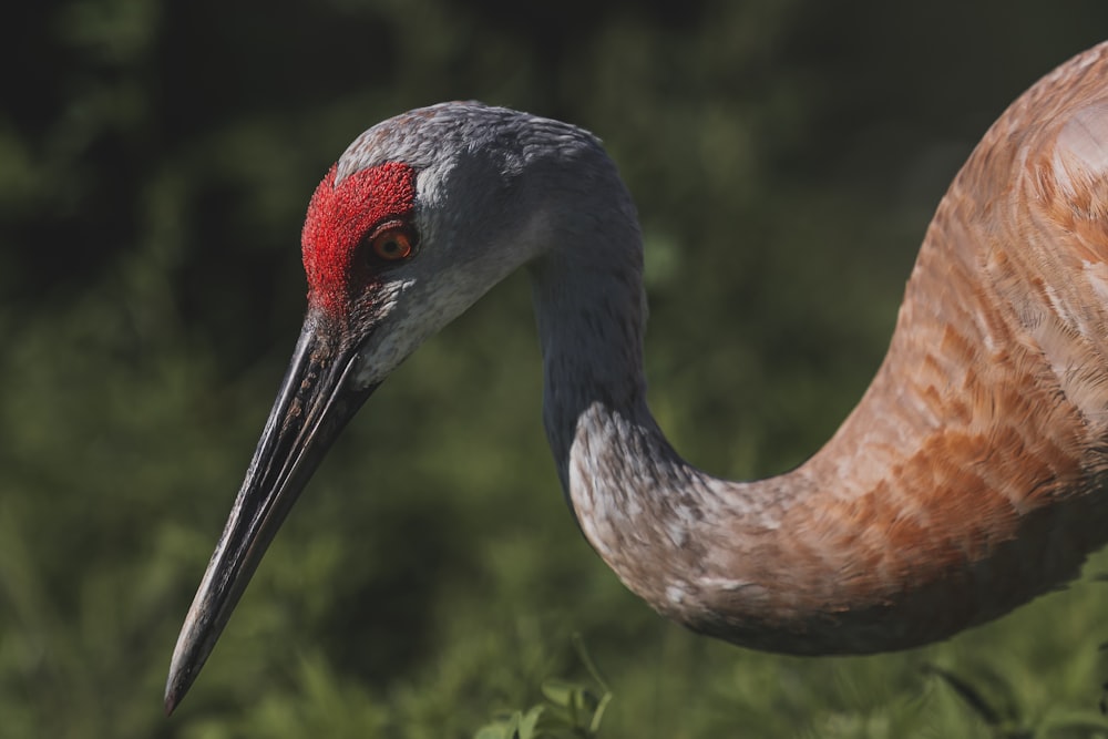 a bird with a long beak