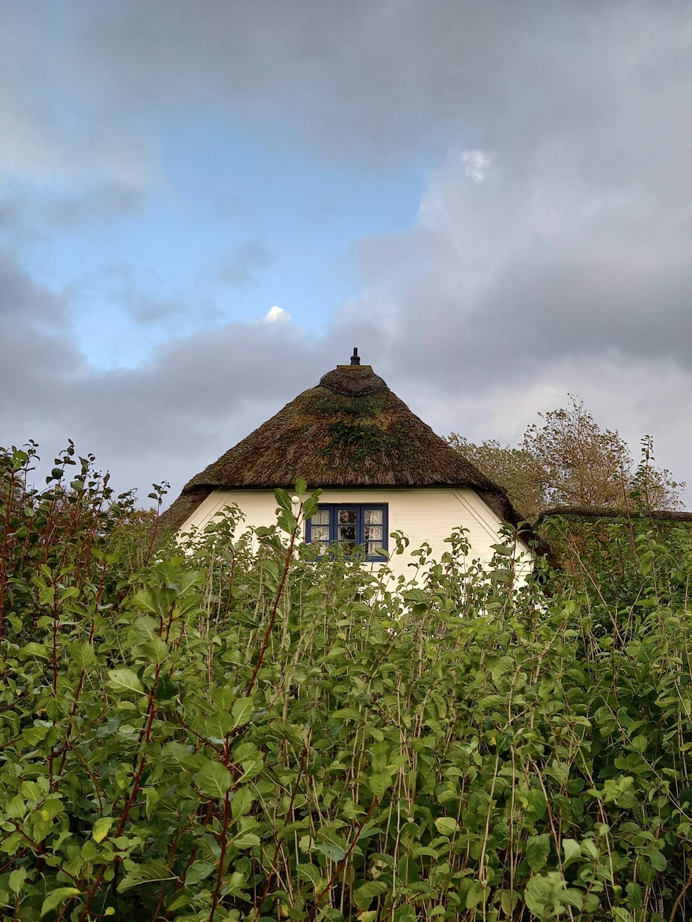 a house surrounded by plants