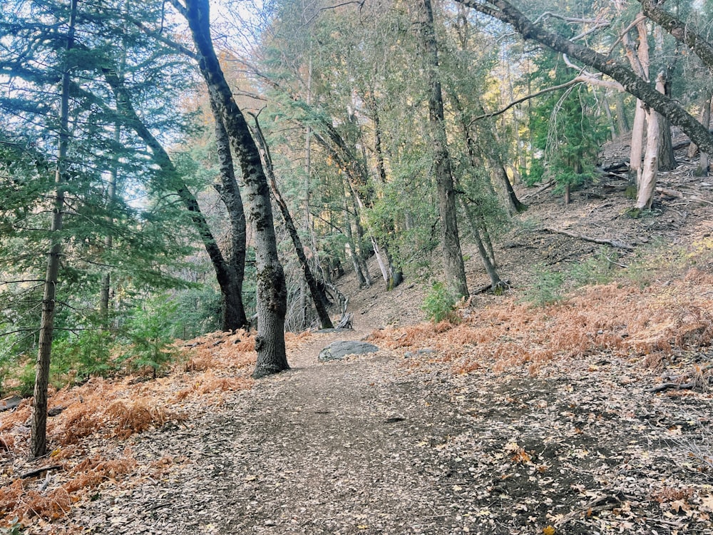 a dirt path in the woods