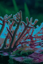 Coral branches with a bluish tint are set against a darkened, out-of-focus background. The image has deep shadows and highlights, adding a mysterious and underwater-like atmosphere. The coral appears textured and detailed, with some surfaces reflecting a neon-like glow.