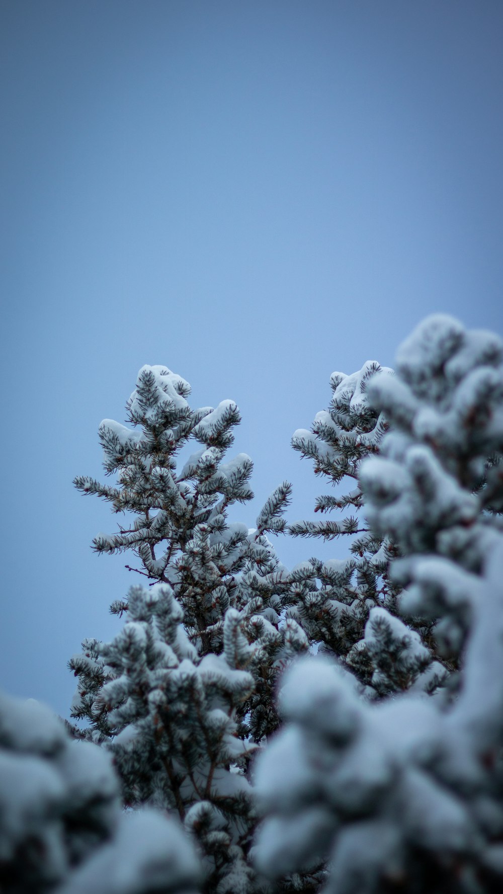 a tree with snow on it