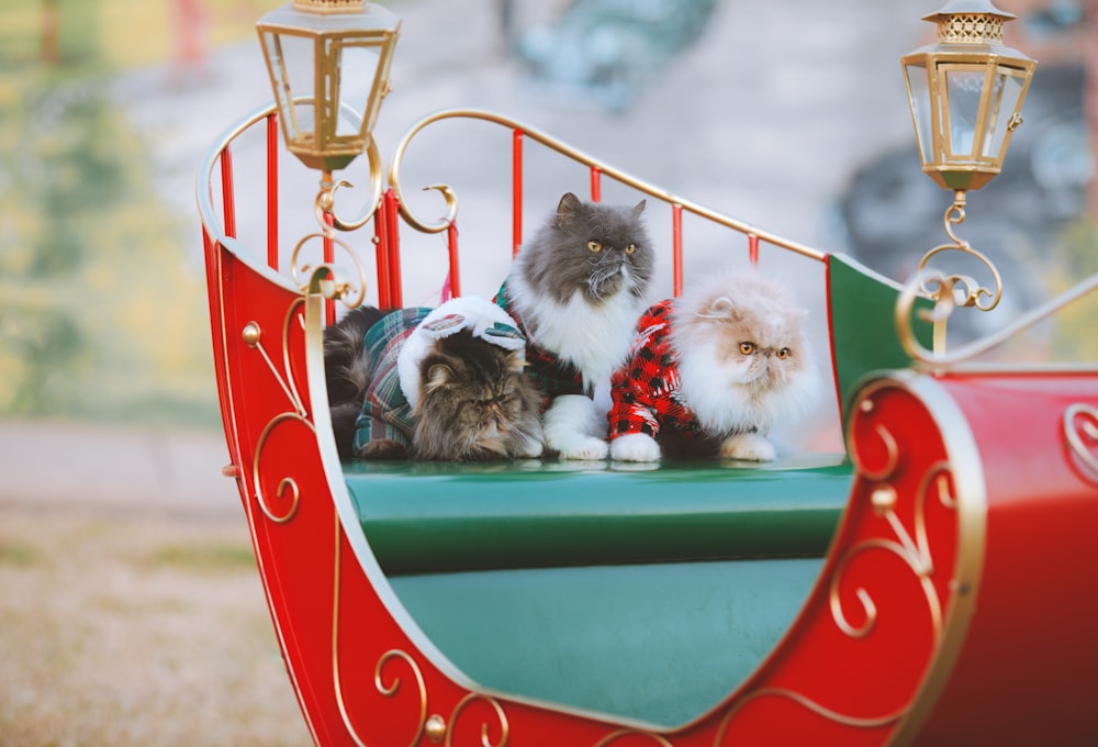 cats in a play structure