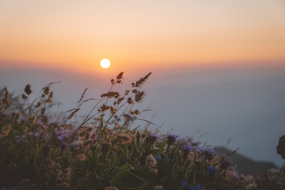 Un campo de flores con el sol de fondo