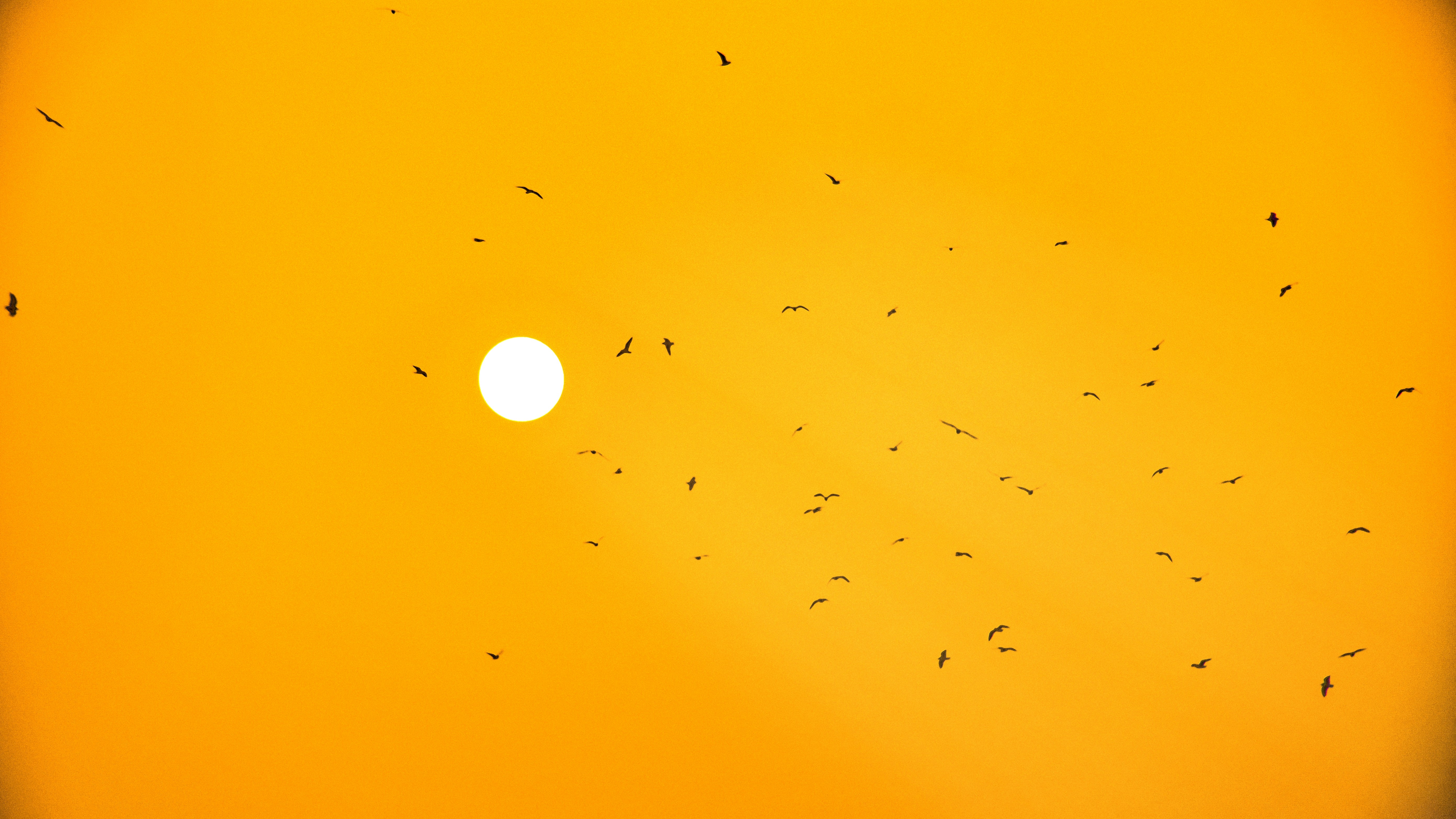 Sunspots and the Butterfly Diagram Serial