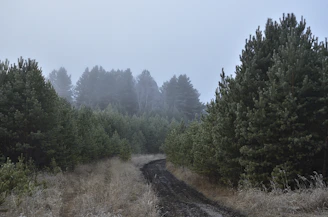 A misty forest path winding through tall pine trees beneath a cloudy sky, capturing nature's quiet depth.