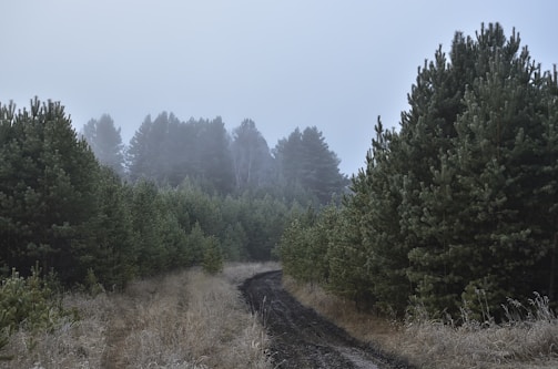 A misty forest path winding through towering smoky mountain pines at dawn.