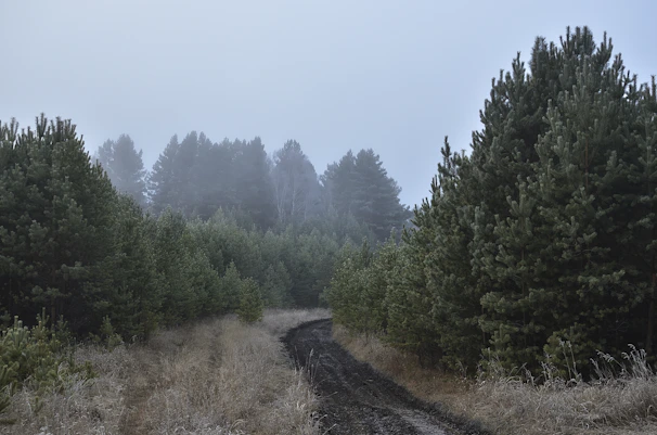 A misty forest path winding through tall pine trees beneath a cloudy sky, capturing nature's quiet depth.