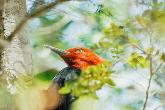 A close-up of a colorful woodpecker perched on a tree trunk.