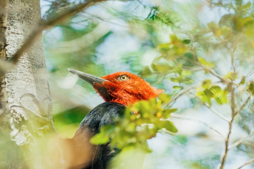 A close-up of a colorful woodpecker perched on a tree trunk.