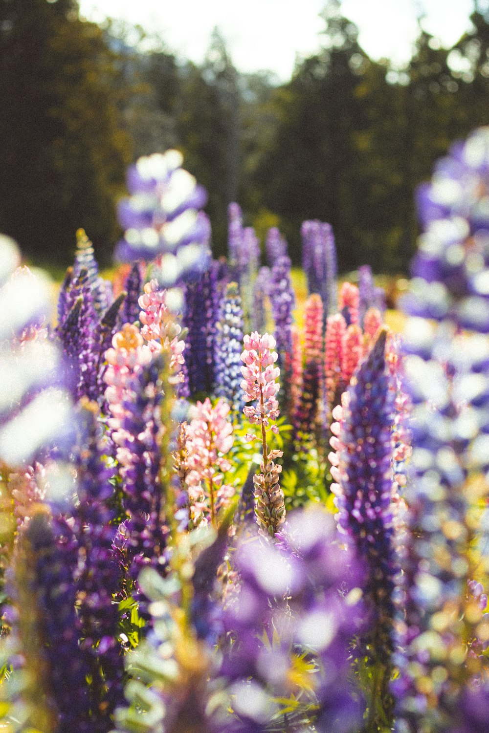 a close up of a purple flower