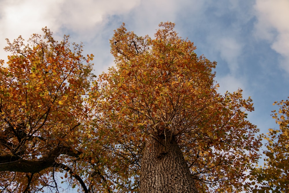 a tree with orange leaves