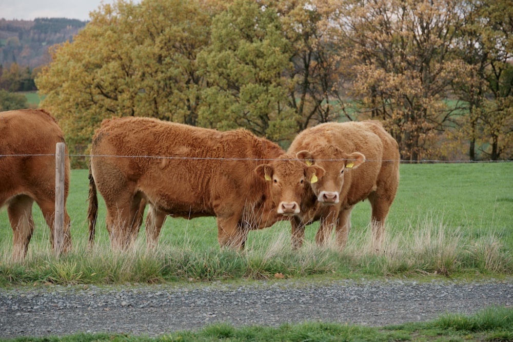 a group of cows stand near each other