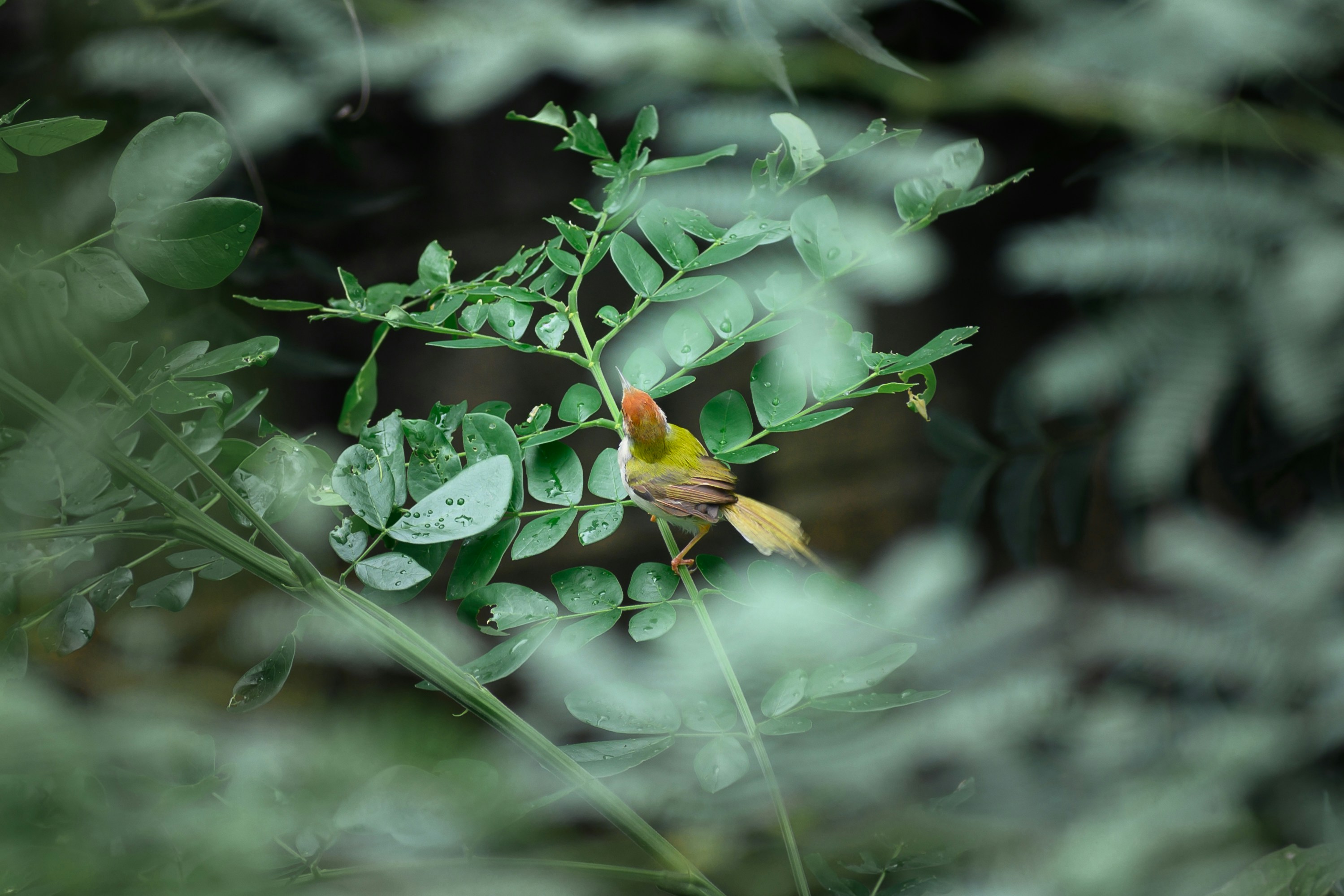 Photo by ravisangar46