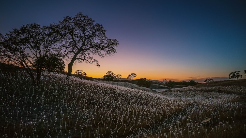 a field of snow with trees and a sunset in the background