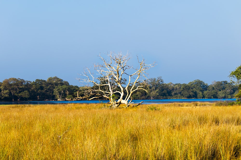 a tree in a field