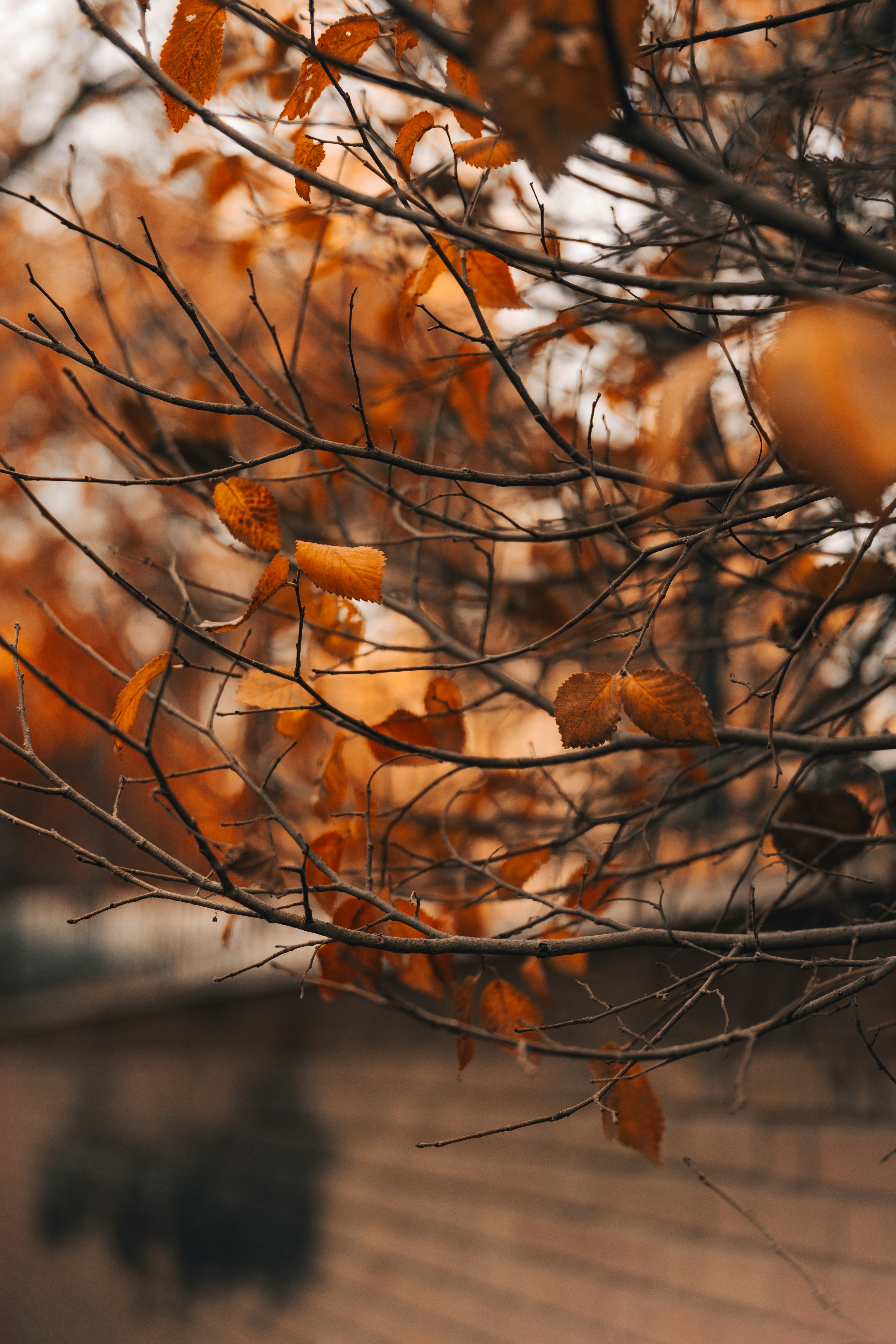 a close up of a tree branch