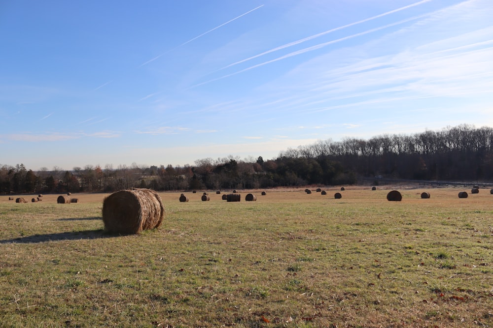 a field of hay bales