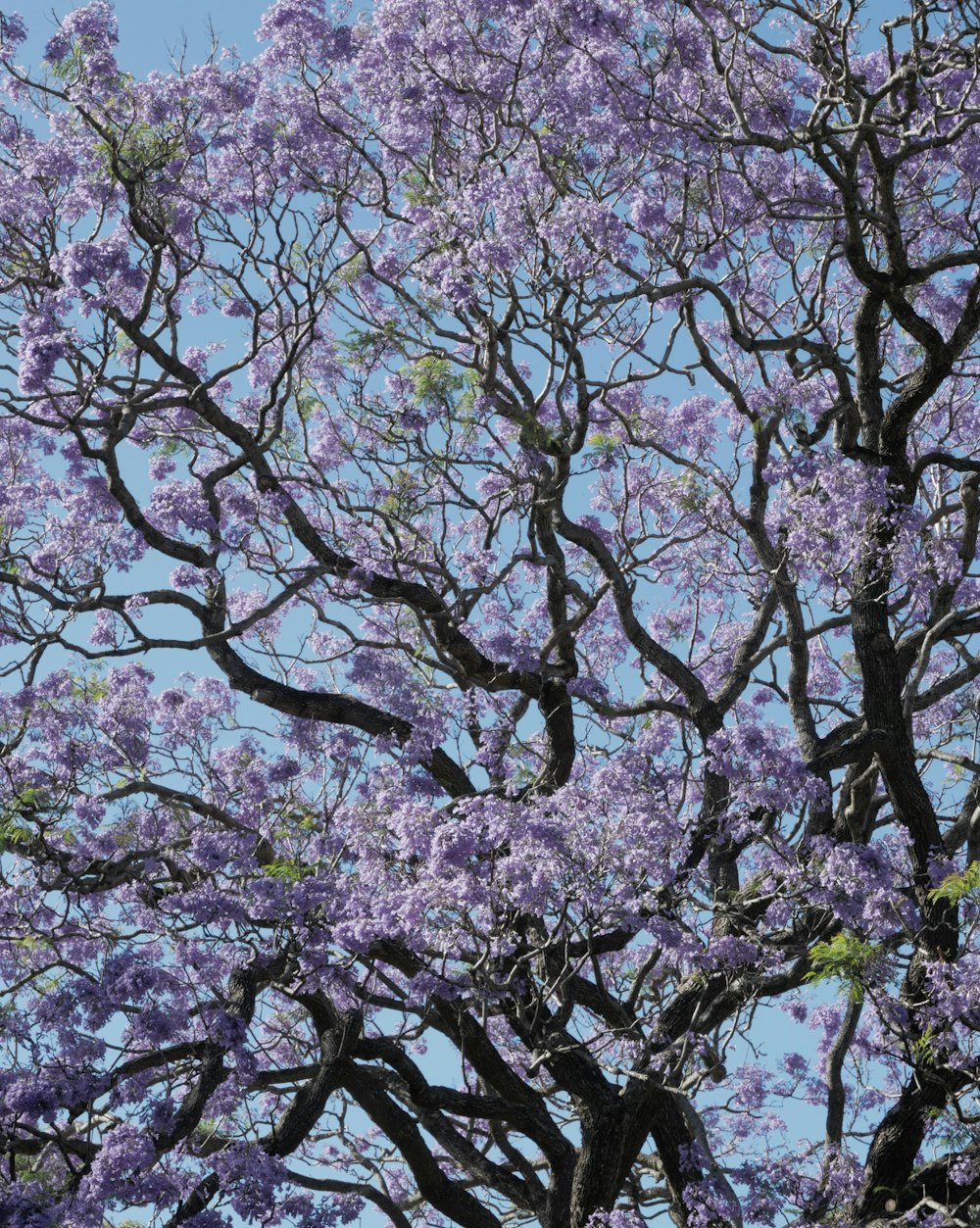 a tree with pink flowers