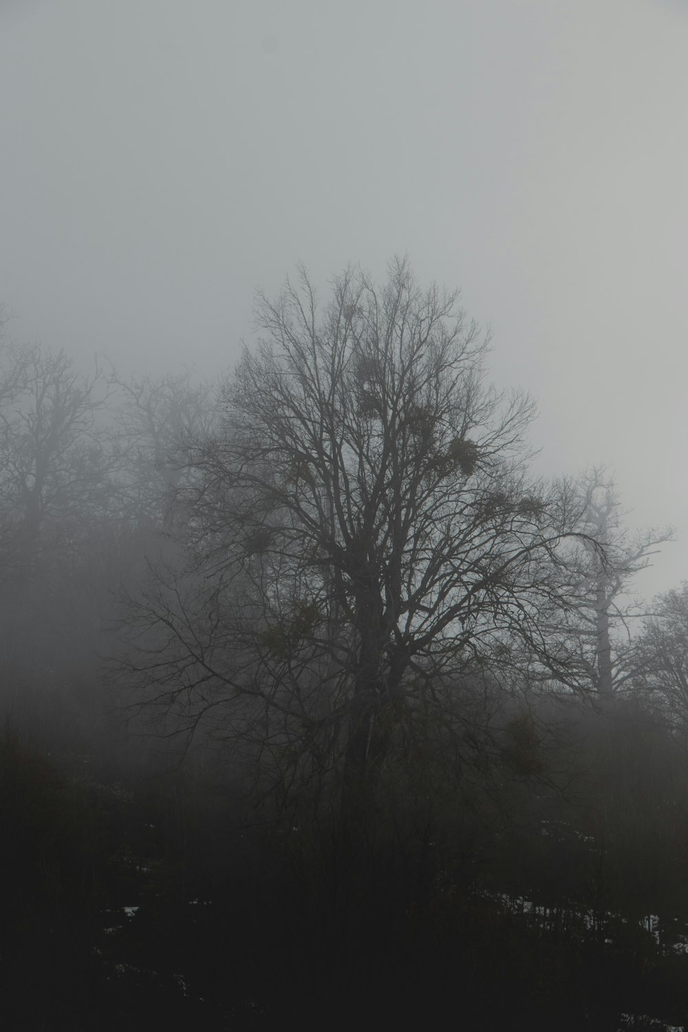 a tree in a foggy forest
