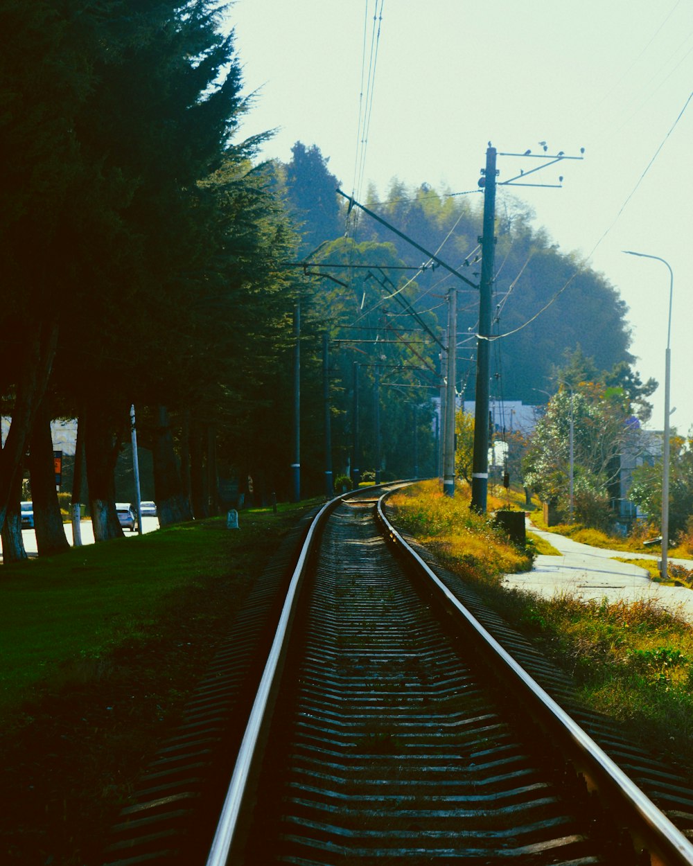 train tracks with trees on either side