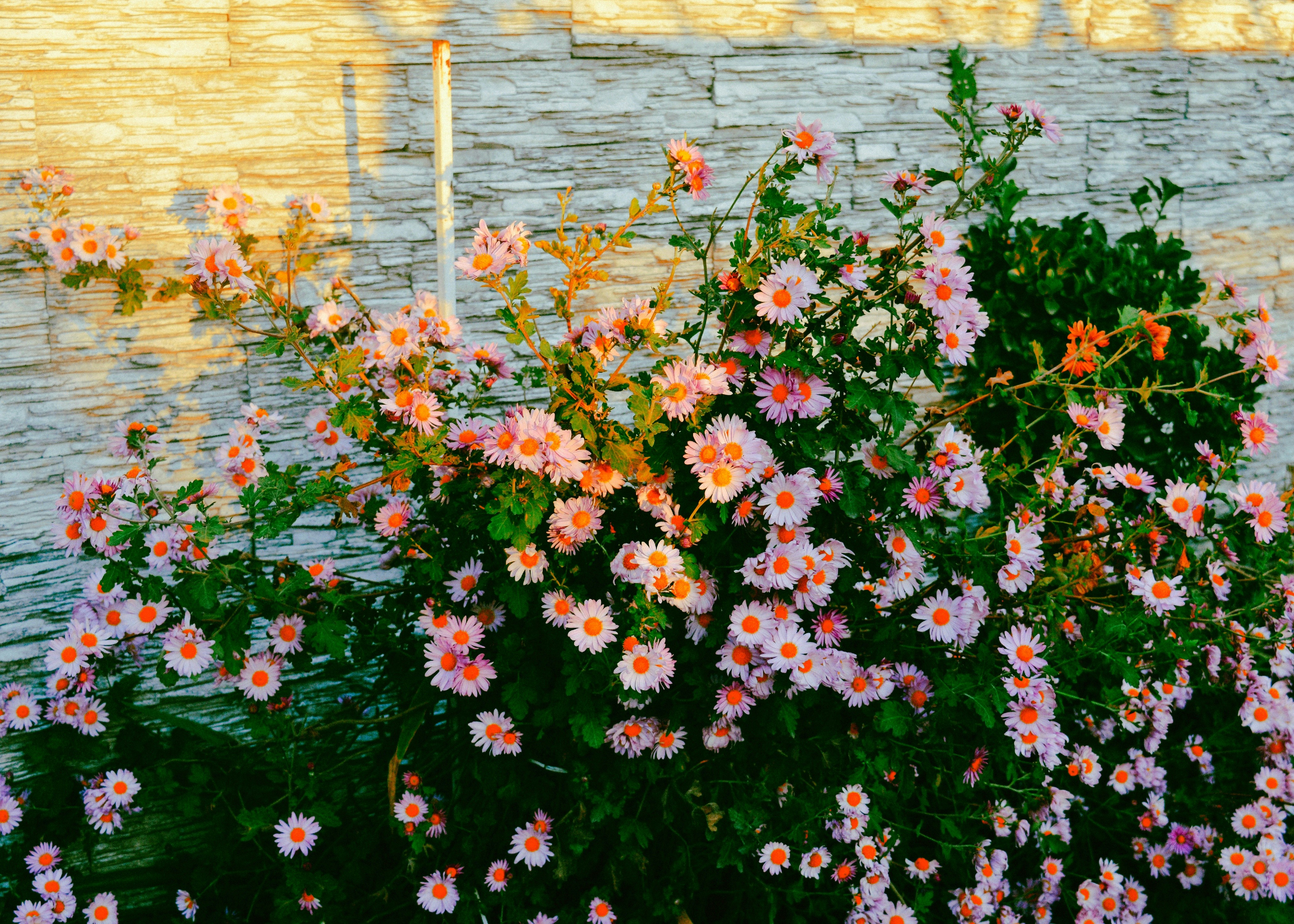 Photo by nukri