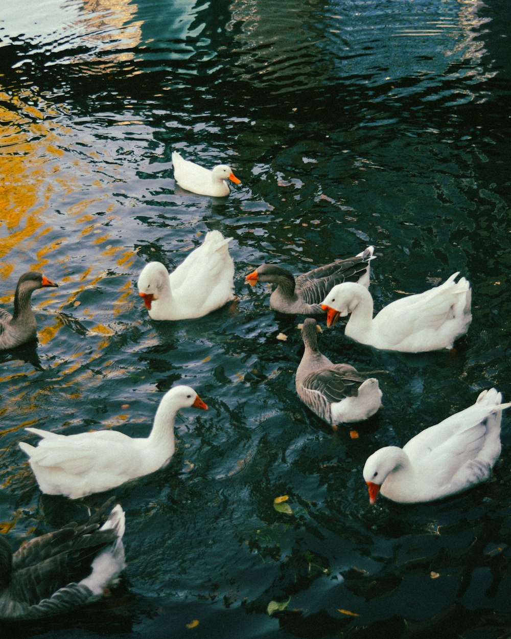 a group of white ducks in a pond