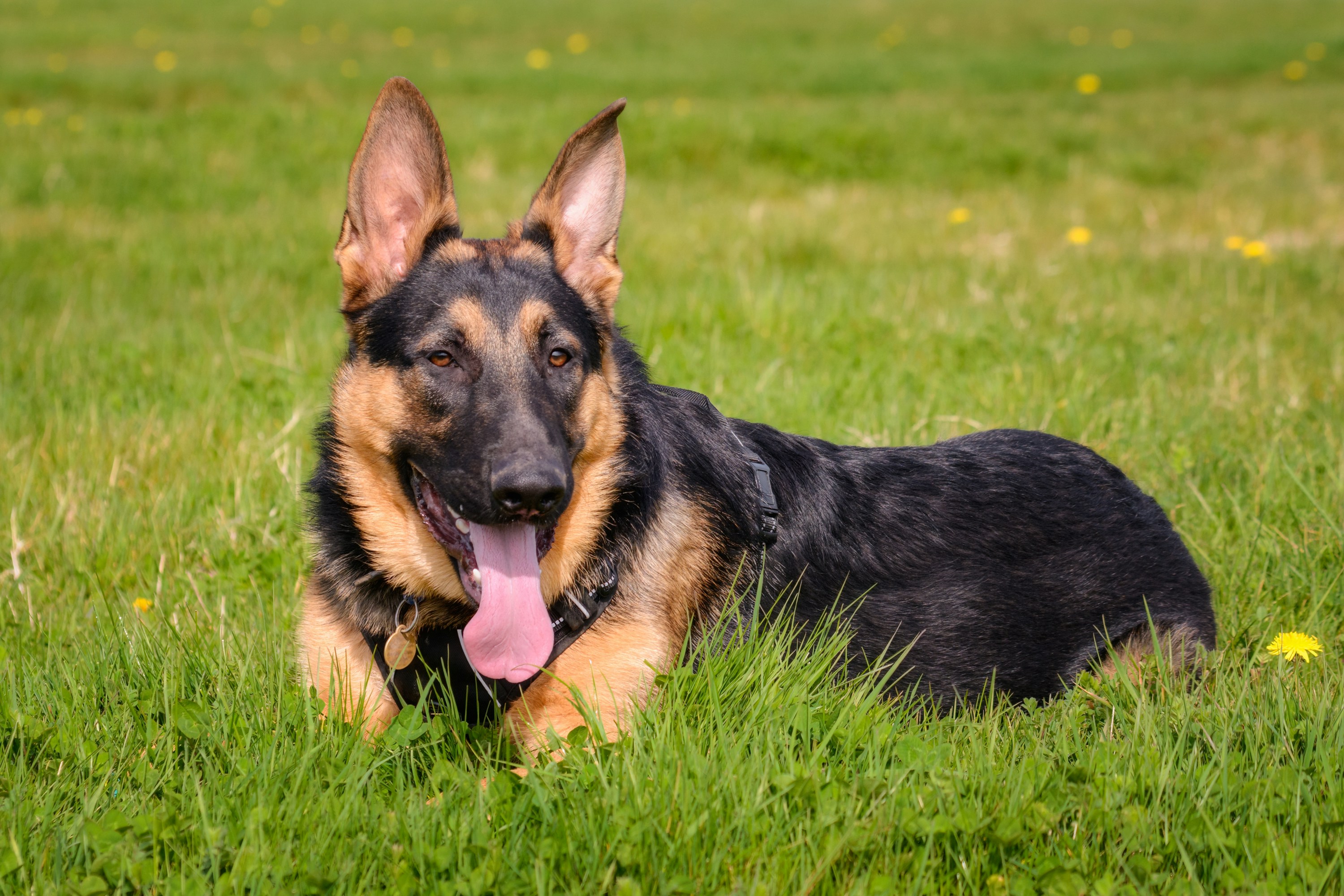 Photo by jason_atack