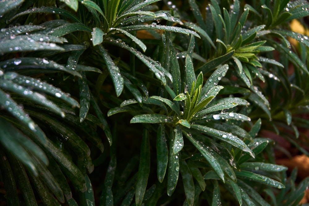 a close up of a plant