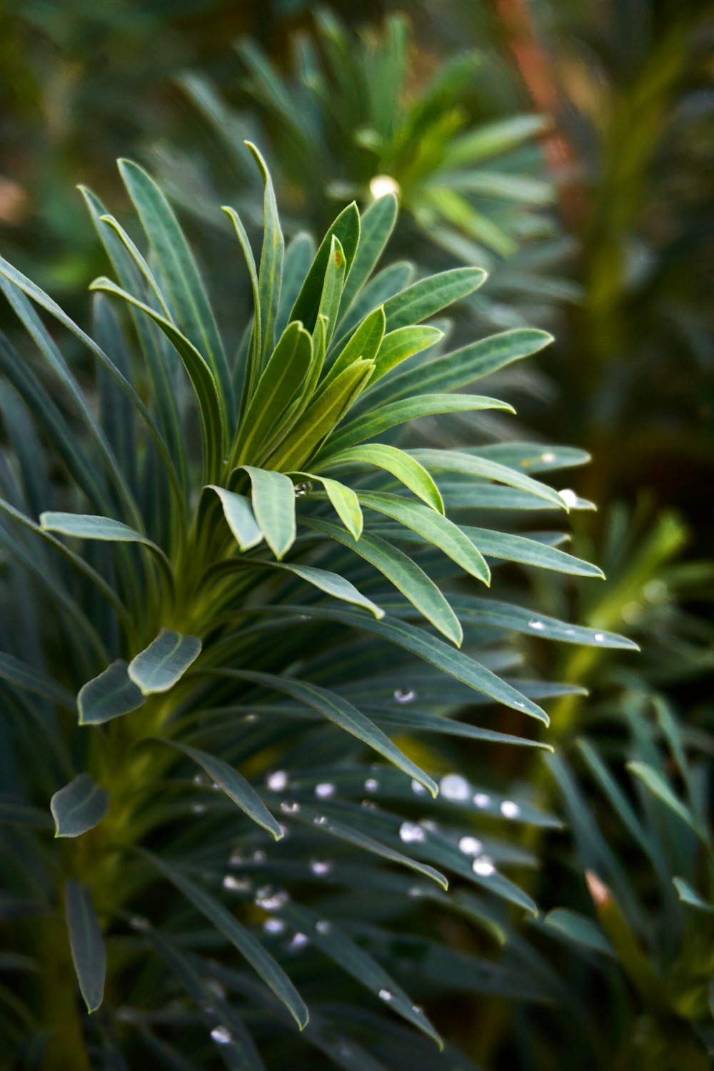 a close up of a plant