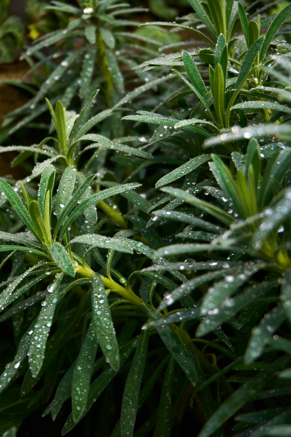 close up of green leaves