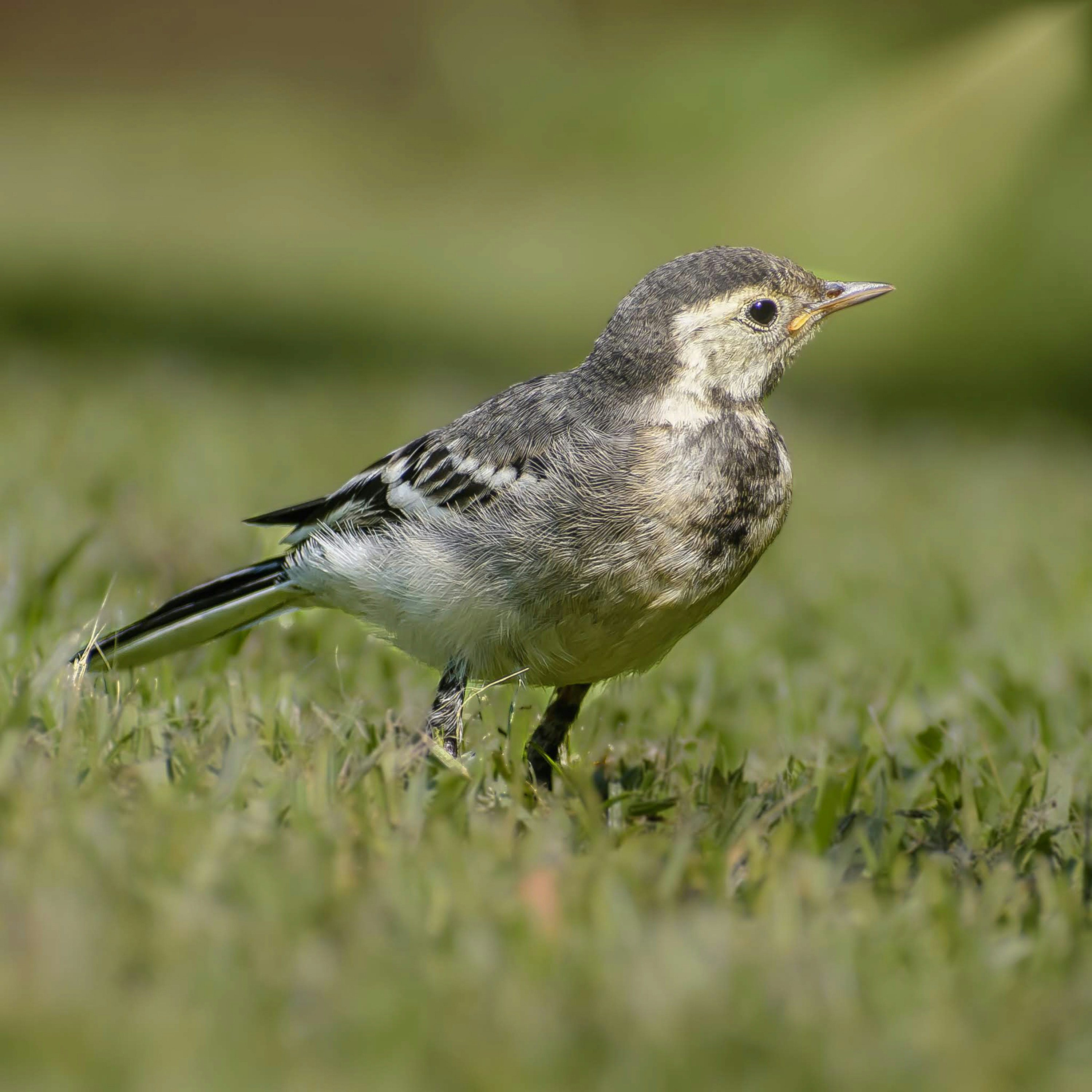 Photo by jason_atack