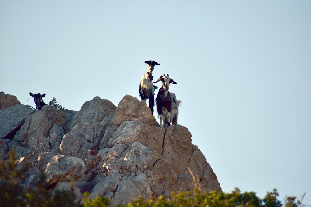 a group of goats on a rock
